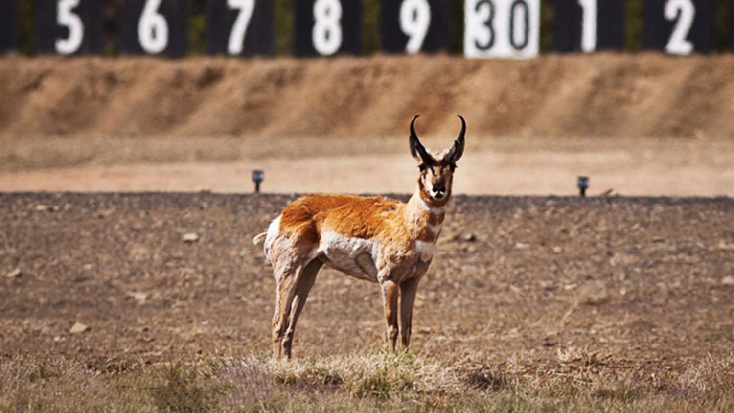 NRA Whittington Center animal on firing line