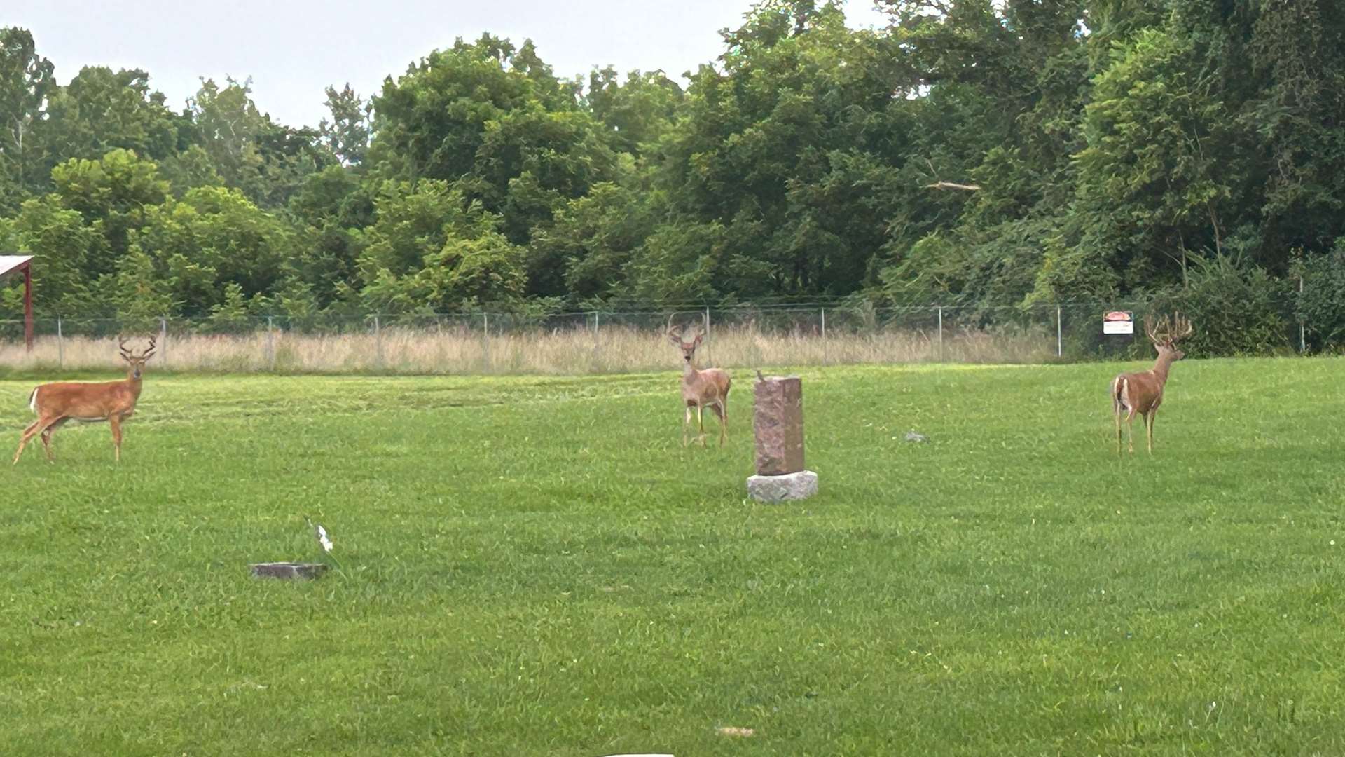 Deer on range