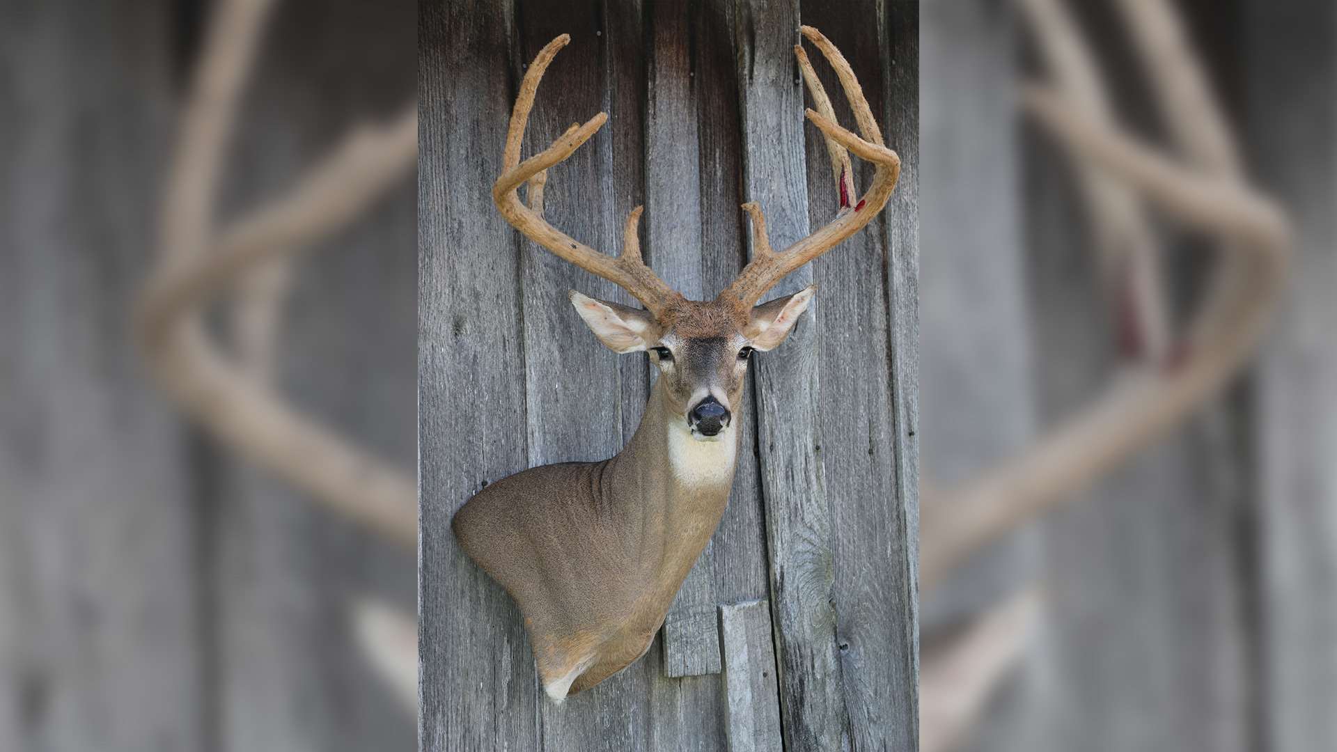 Whitetail deer mount